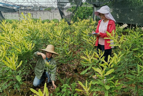 upfile 谭秋锦(左一)在田间开展坚果苗木生长节律观测_副本.jpg