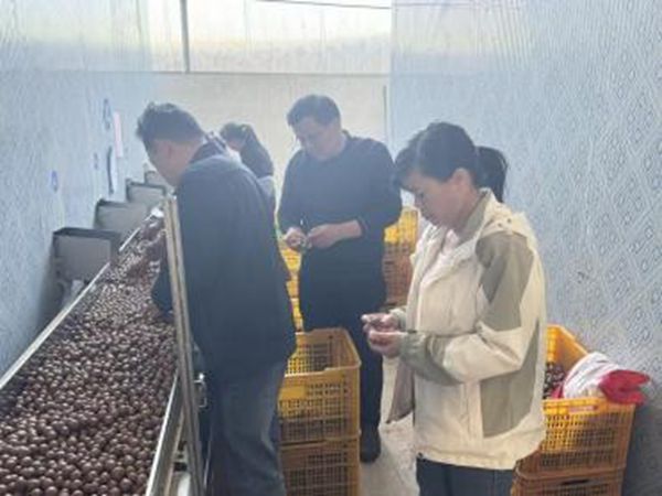 广西南亚所科技人员到广西、广东两地坚果加工企业开展坚果加工产业调研