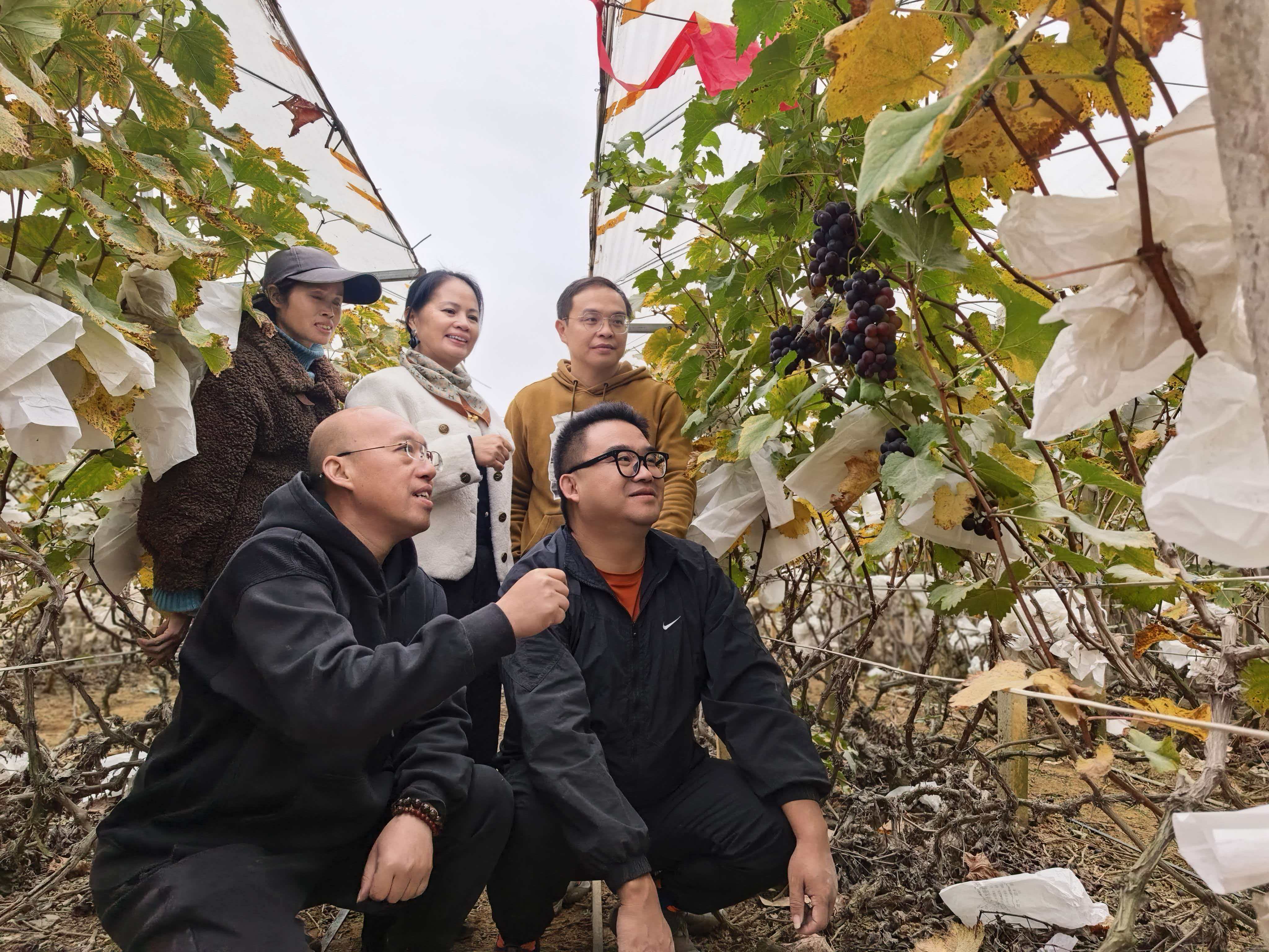 葡萄所科技特派员赴柳州市柳江区开展特派团示范基地查定