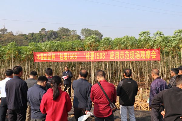 木薯新品种“桂薯1505”“桂薯1508” 应用示范现场观摩会在桂平成功举办