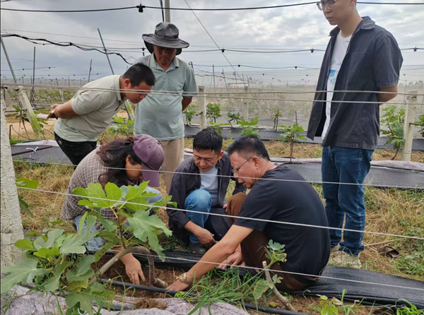 园艺所科技人员应邀赴海南省开展科技服务