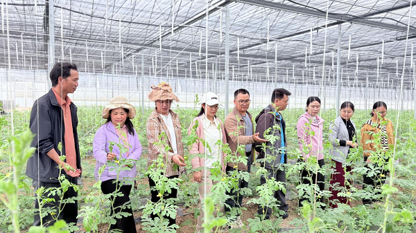 人勤春早实干争先丨园艺所科技人员赴钦州开展大棚西瓜技术指导