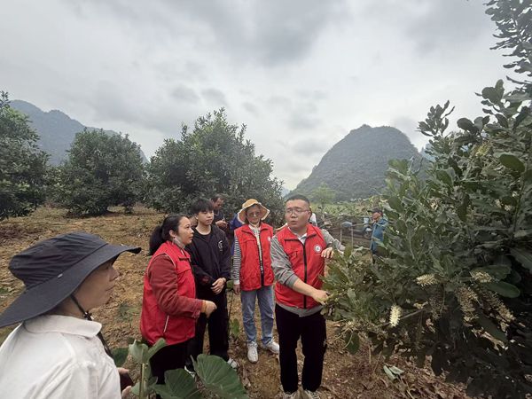 大新县-坚果花期技术指导_副本.jpg