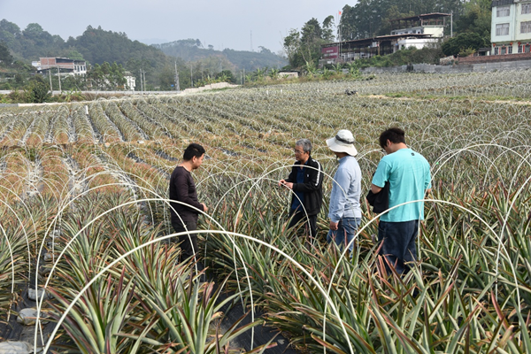 人勤春早实干争先丨园艺所科技人员赴南宁市兴宁区开展菠萝春季生产管理技术指导