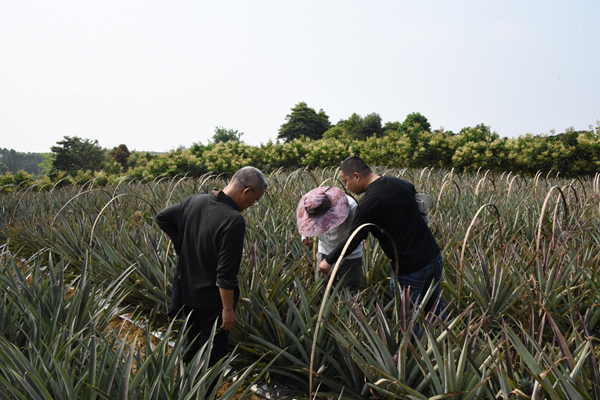 人勤春早实干争先丨园艺所科技人员赴南宁市江南区开展菠萝产期调节技术指导