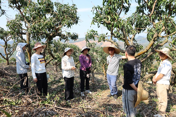 人勤春早实干争先丨园艺所科技人员赴百色调查芒果冰雹灾害及指导灾后恢复生产