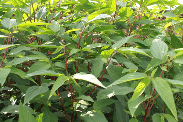 19.桂麻菜1号 1.jpg