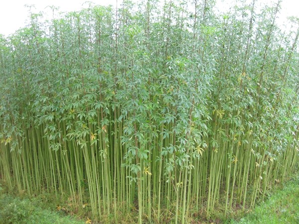 21.桂杂红5号.jpg