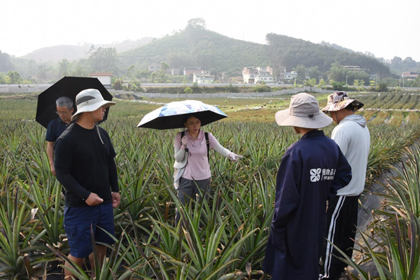 人勤春早实干争先丨园艺所科技人员赴南宁各地开展菠萝果期生产技术指导