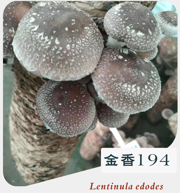upfile