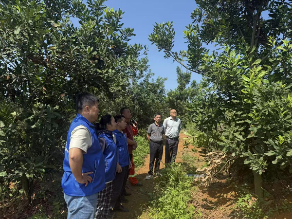 广西南亚所科技服务走进澳洲坚果种植示范基地_副本.png