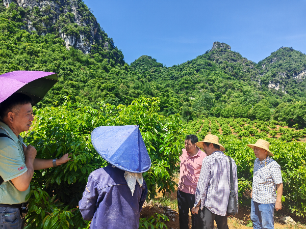 院老科协应邀派专家到广西晶桂禽业科技有限公司良种荔枝示范园指导夏季促梢施肥及树冠整形管理