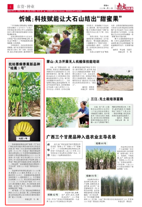 桂蕉9号.png