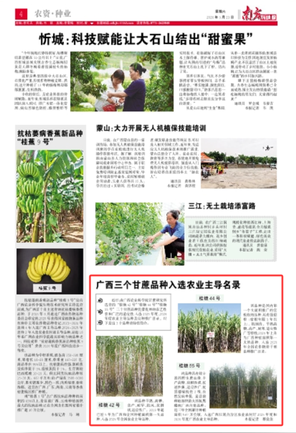 3个甘蔗品种.png