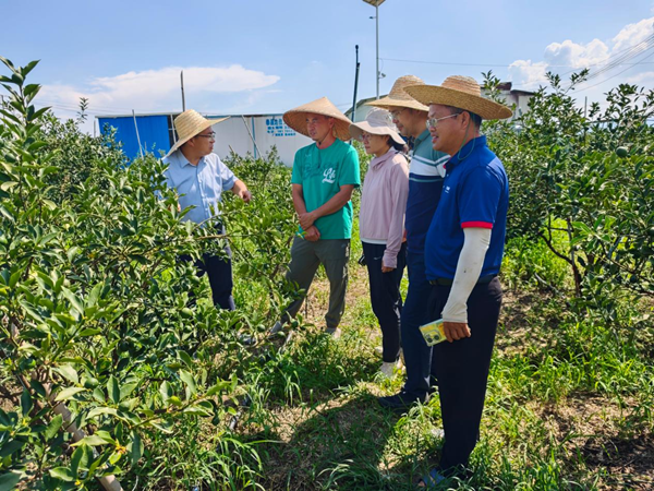 科技护航复产 | 园艺所科技人员、国家柑橘产业技术体系专家赴南宁、贵港指导柑橘灾后复产工作