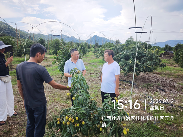 科技护航复产 | 园艺所科技人员赴柳城桂林两地指导灾后荔枝生产工作