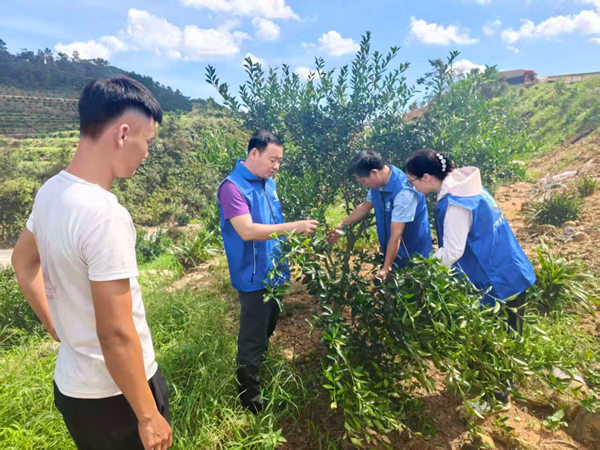 科技护航复产 | 园艺所党员先锋队赴防城港开展柑橘灾后指导工作