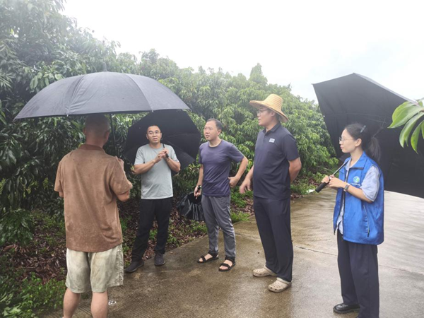 科技护航复产 | 园艺所科技人员赴灵山开展荔枝防灾减灾、灾后复产指导工作