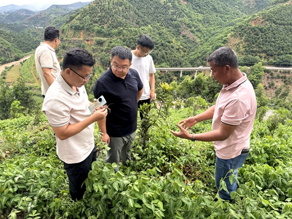 广西南亚所赴云南省开展坚果与牛油果产业专项调研