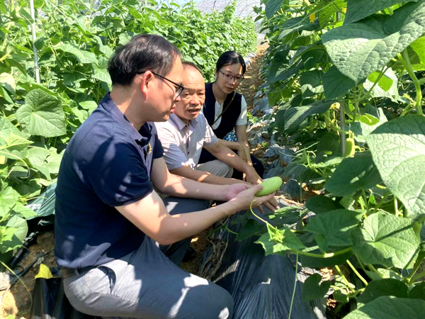 加工所科技人员、广西蔬菜采后贮运加工服务团赴桂林和钦州开展蔬菜加工技术服务