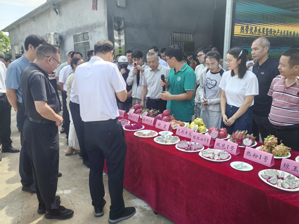 园艺所火龙果新品种亮相海南省乐东黎族自治县热带优异水果暨释迦产业观摩会