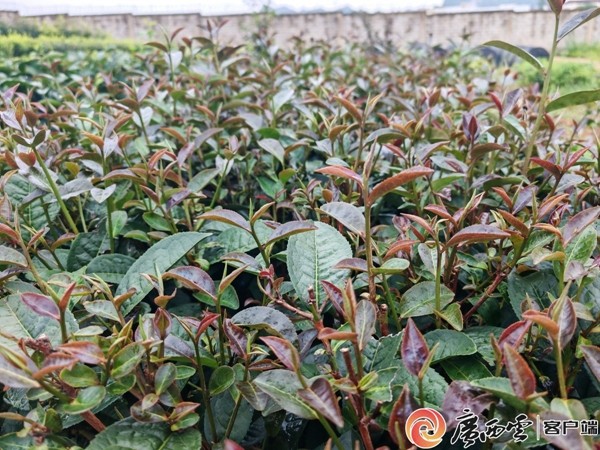 壮茶1.jpg