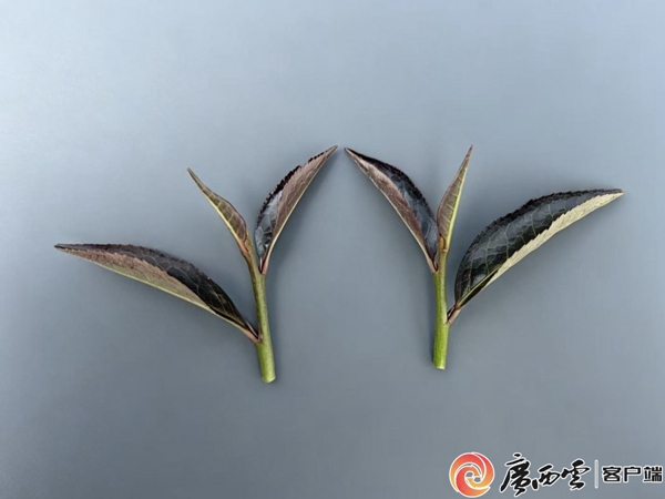 壮茶-2.jpg