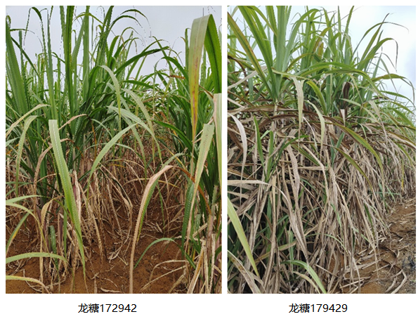 龙糖172942_副本.png