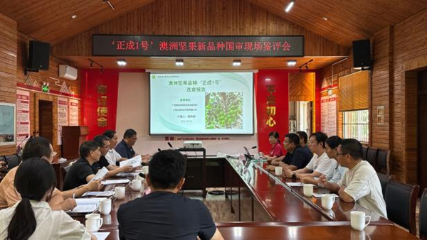广西南亚所选育的澳洲坚果新品种“正成1号” 通过全国热带作物品种审定委员会现场鉴评