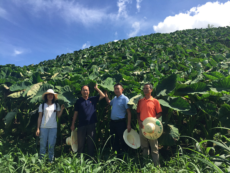 李家文副院长现场查看荔浦芋山地栽培示范基地