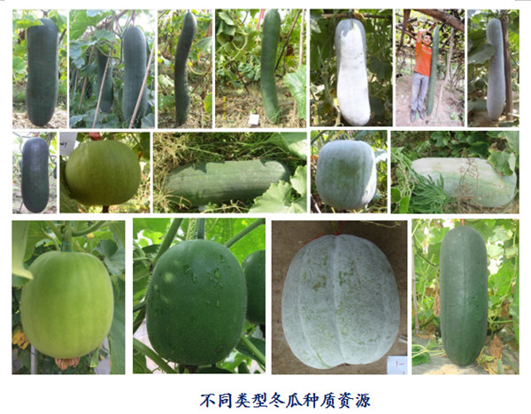 获广西科技进步奖一等奖的冬瓜品种——桂蔬7号