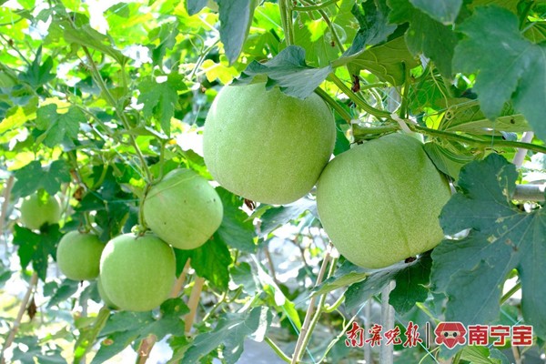 a446d580-2be7-4ef2-be9f-9b901cc42aff.jpg